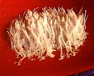 Dorje Chang Buddha III